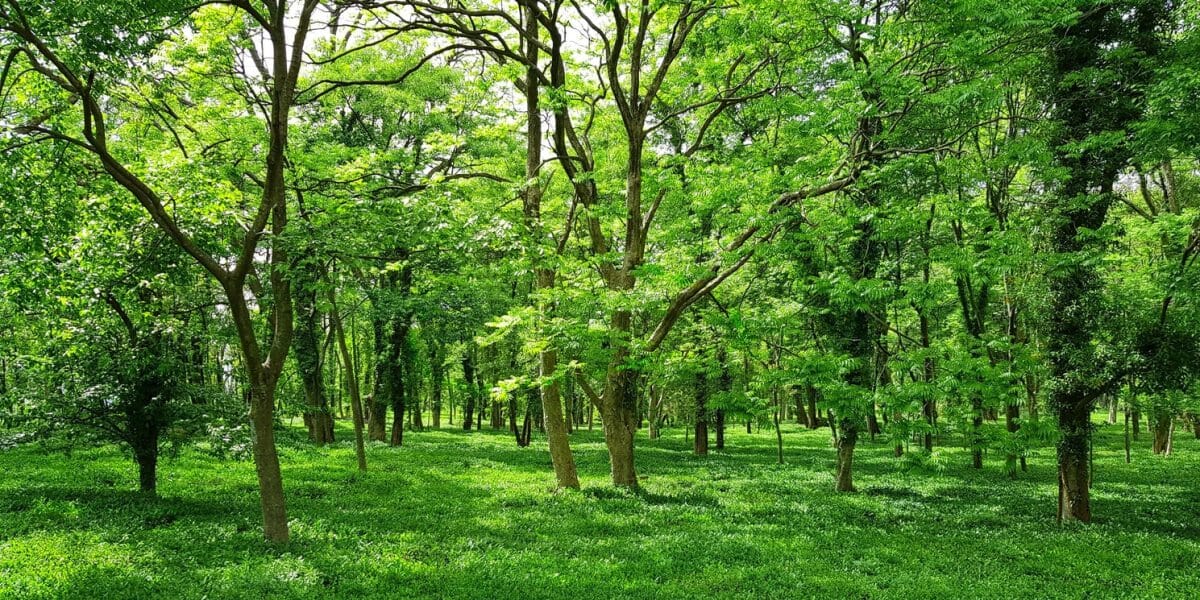 DC Products’ Tree Planting Initiative Takes Root
